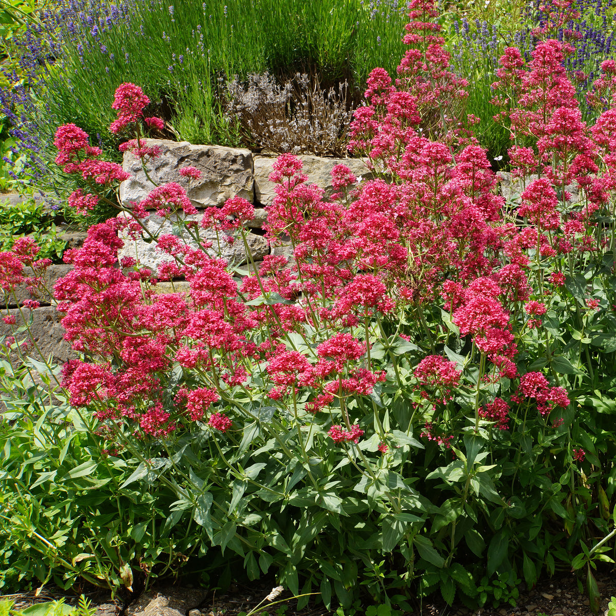 Rote Spornblume - Willemse