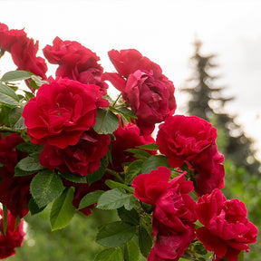 Rote Kletterrose - Rosa