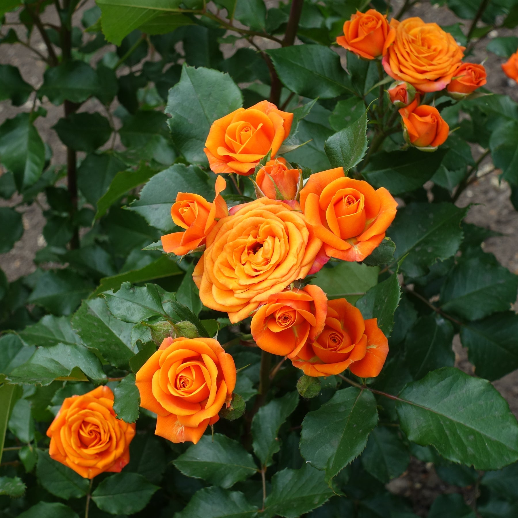 Rosa - Strauchrose orange - Rosen - Nackte Wurzeln