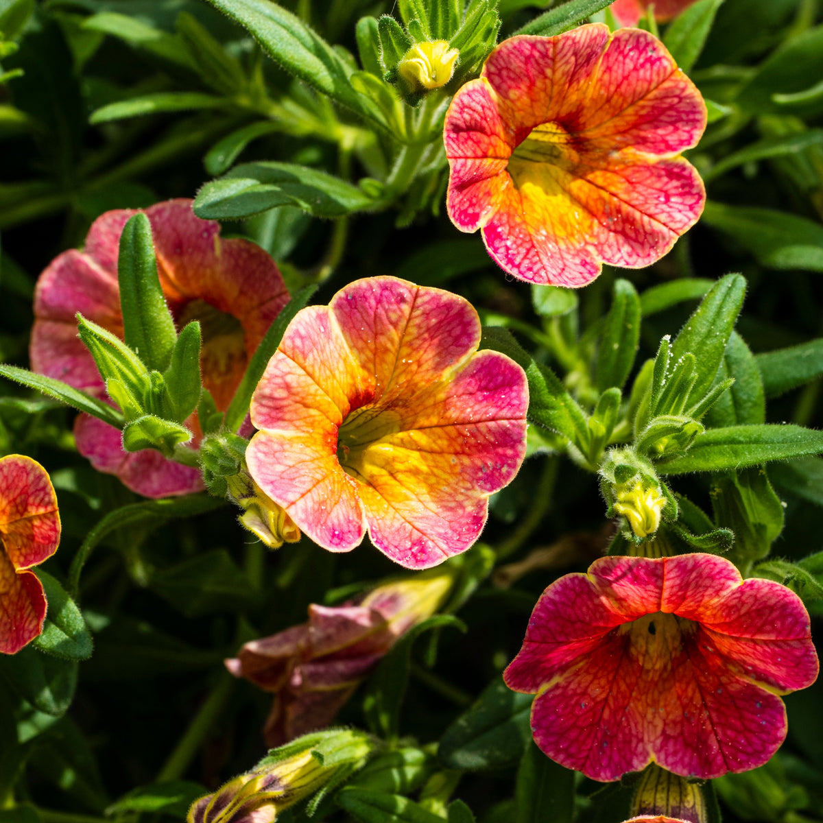 Hängepetunien 'Indian Summer' (x3)