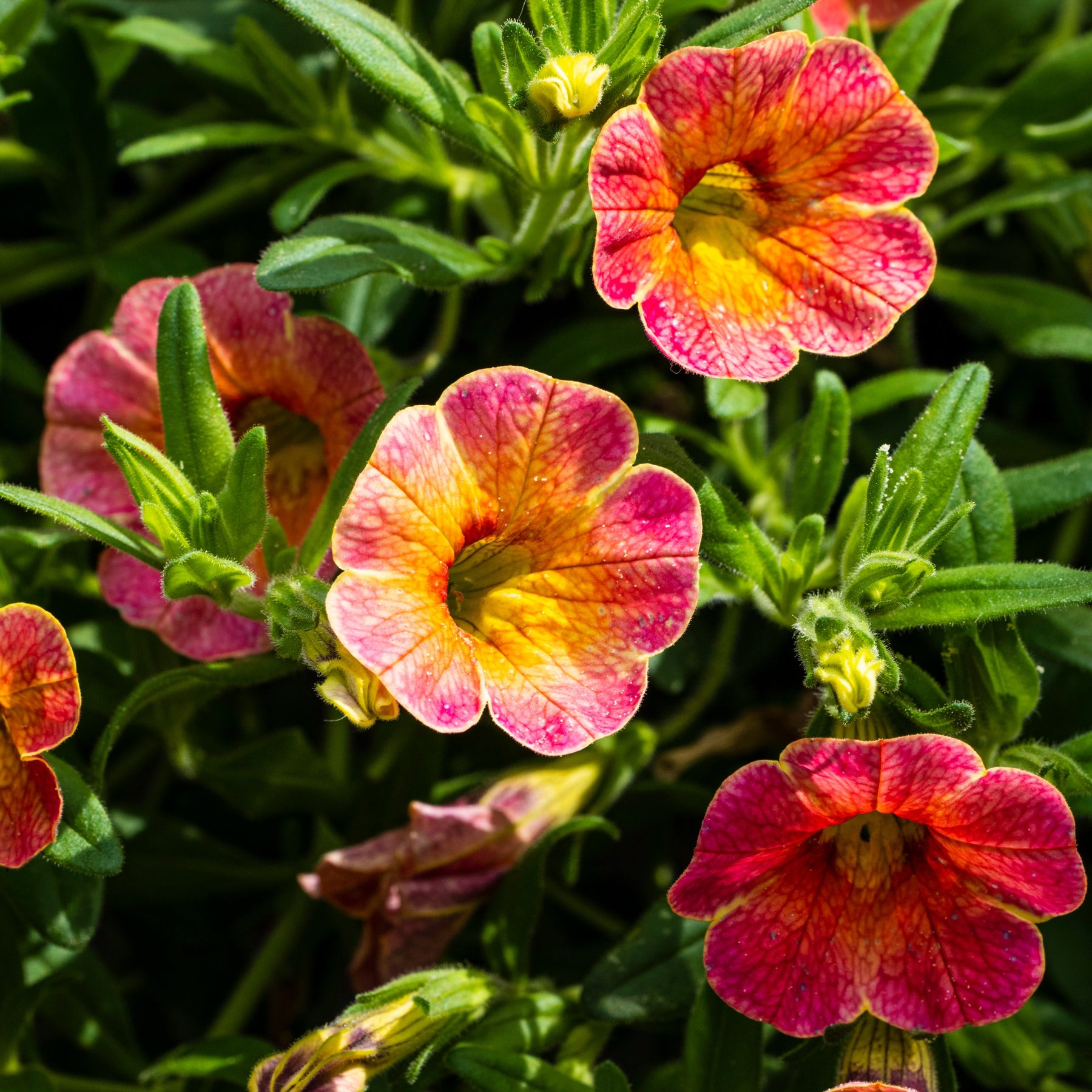 Hängepetunien 'Indian Summer' (x3)