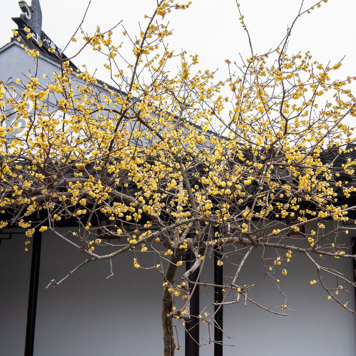 Winterblüte - Chimonanthus praecox - Willemse