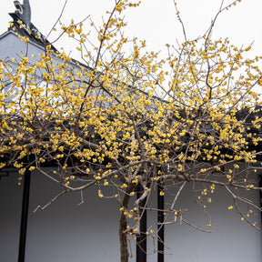 Winterblüte - Chimonanthus praecox - Willemse