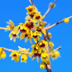 Winterblüte - Willemse