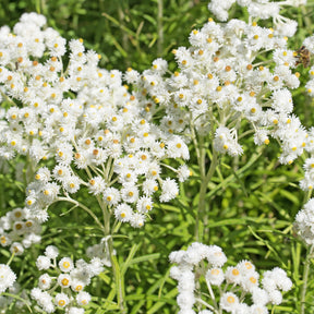Sommerblumenbeet – Staudenmix (18 Pflanzen) - Akanthus - Willemse