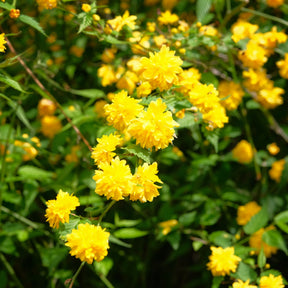 Gefüllter Ranunkelstrauch Pleniflora - Willemse