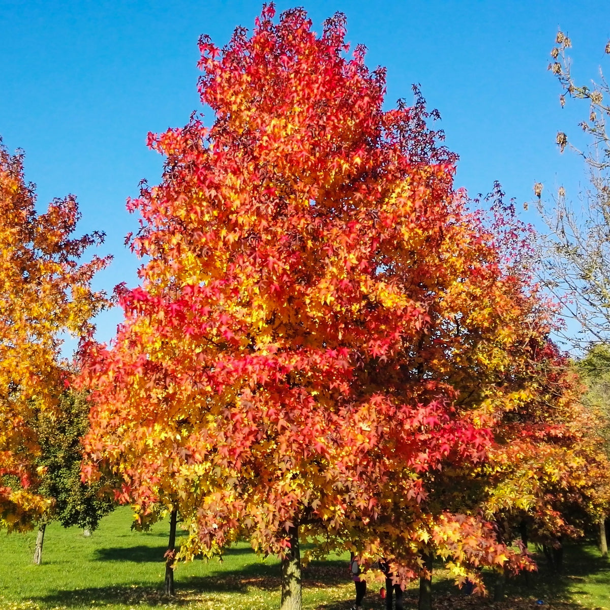 Amberbaum - Willemse