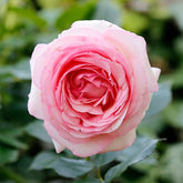 Englische Rose ‘Her’s Ausgreen’® - Rosa her's ausgreen ® (ausblush) - Willemse
