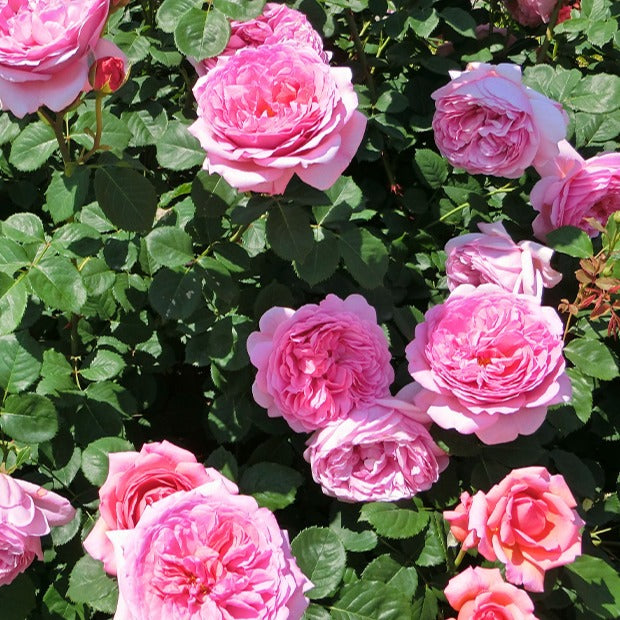 Englische Rose ‘Her’s Ausgreen’® - Willemse