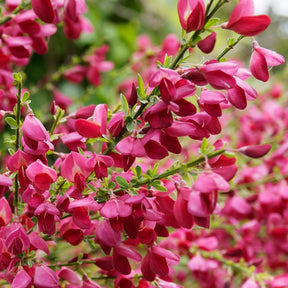 Edelginster Boskoop Ruby - Cytisus praecox Boskoop Ruby - Willemse
