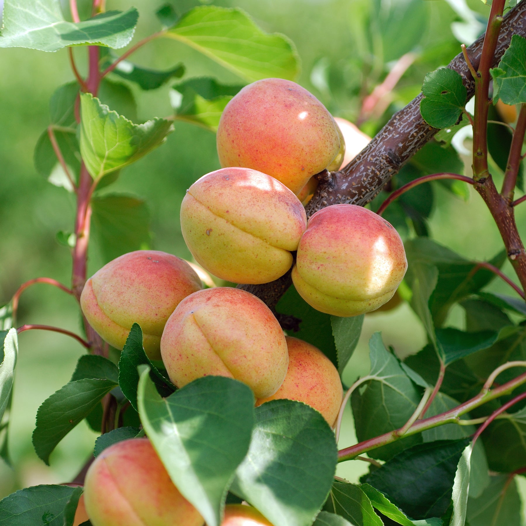 Prunus armeniaca Bergeron - Aprikosenbaum Bergeron - Aprikosenbäume