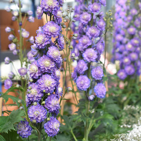 Delphinium Highlander® Bolero - Rittersporn Highlander® Bolero - Delphinium