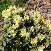 Zwerg-Alpenrose Princess Anne