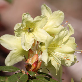 Zwerg-Alpenrose Princess Anne