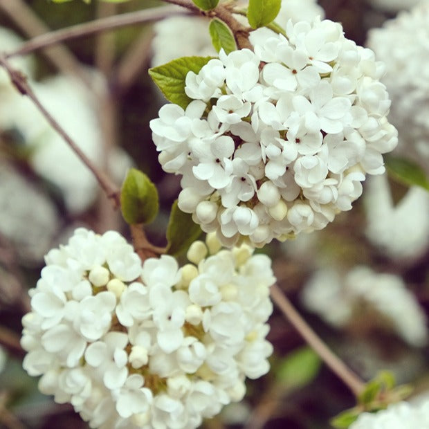 Schneeball Eskimo auf Stamm - Viburnum eskimo - Willemse