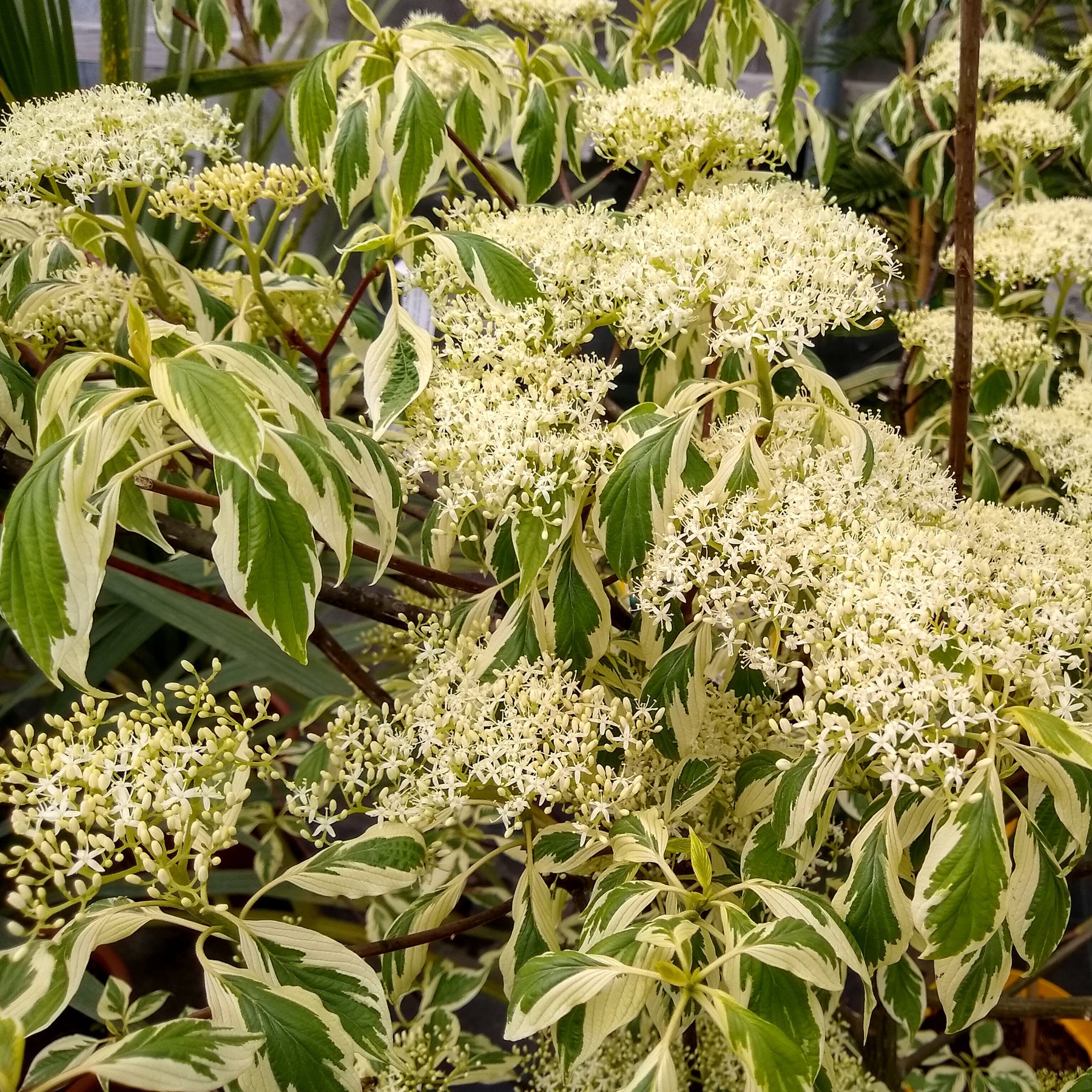 Cornus controversa variegata - Hoher Weißbunter Pagodenhartriegel - Sträucher