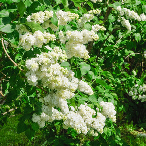 Doppelter weißer Flieder - Syringa vulgaris Madame Lemoine - Willemse
