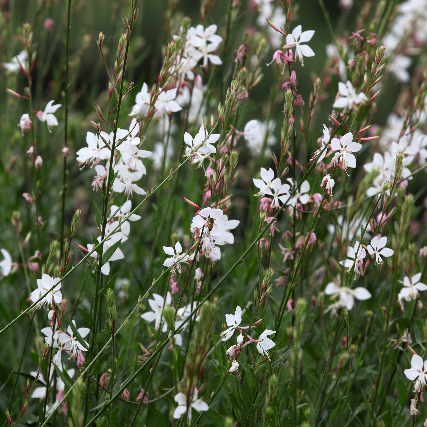 Stauden - Stauden-Kollektion mit besonderen Blättern (x7) - Carex  oshimensis Evergreen, Sedum Blue Pearl, Imperata cylindrica Red Baron, Gaura lindheimeri Whirling Butterflies