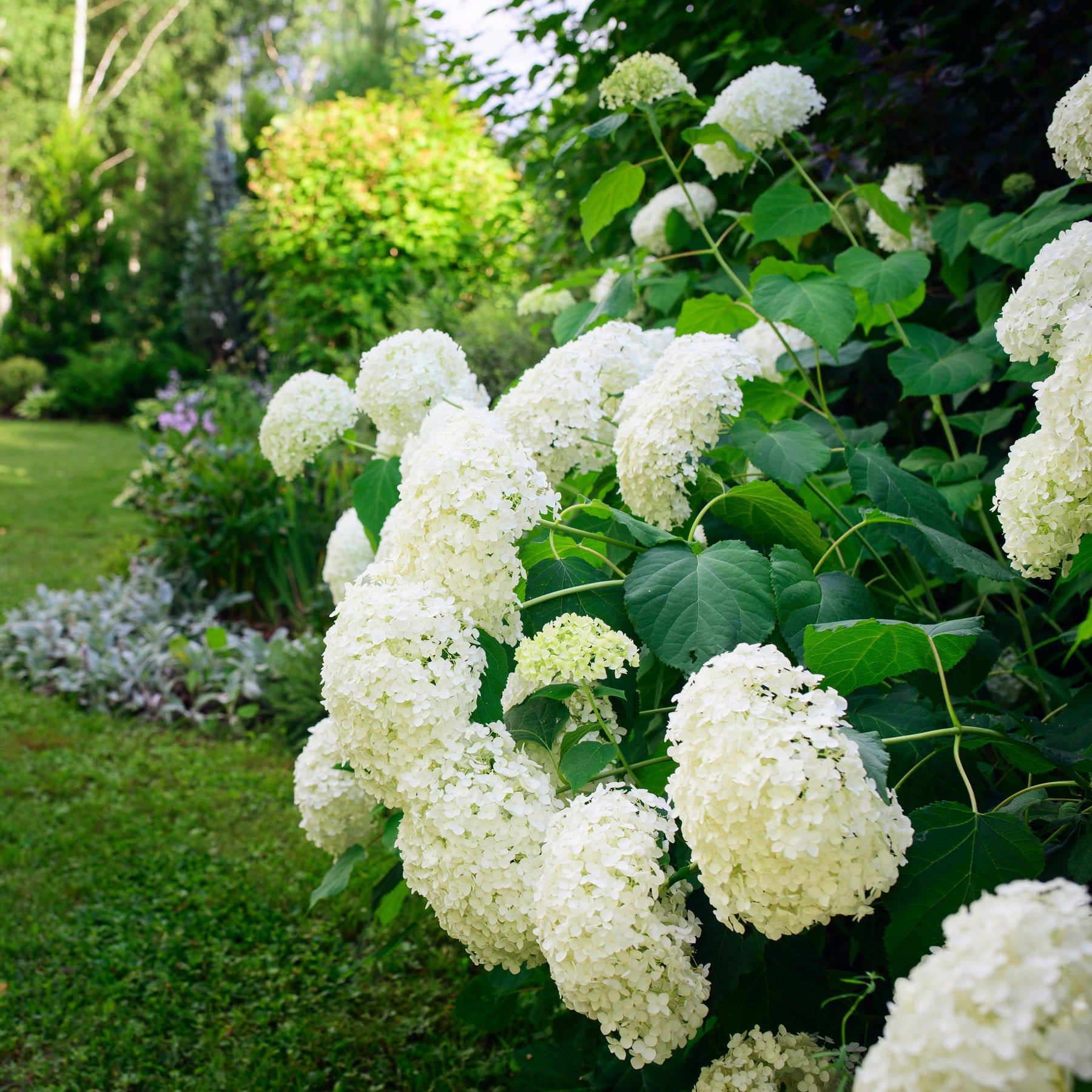 Hortensie 'Annabelle' - Willemse