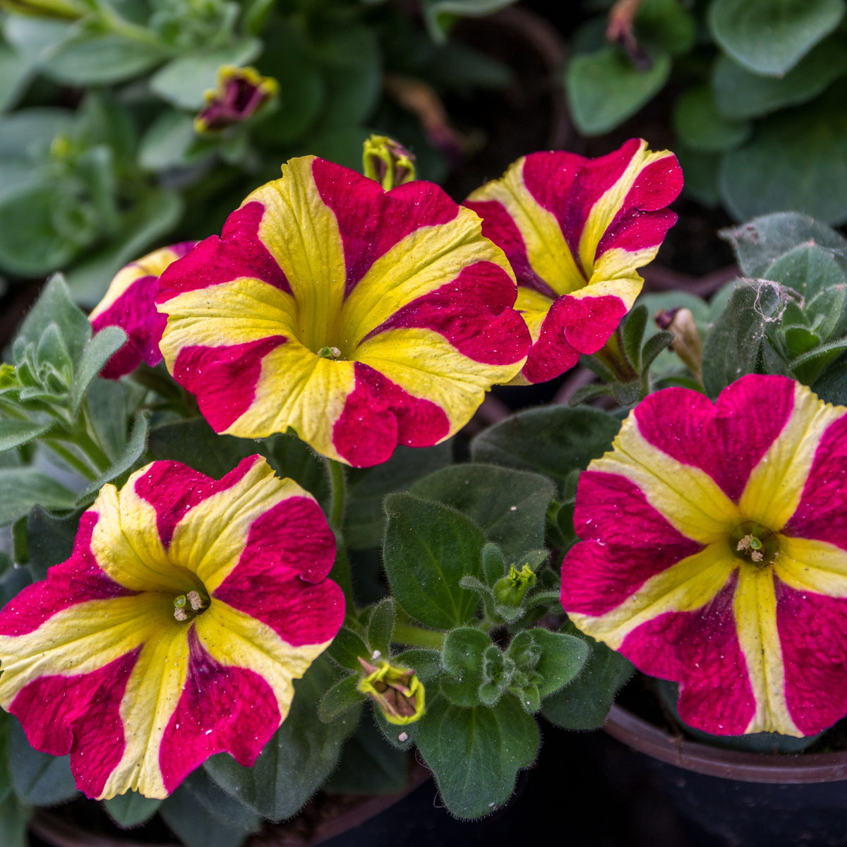 Petunie 'Amore Queen of Hearts' (x3)