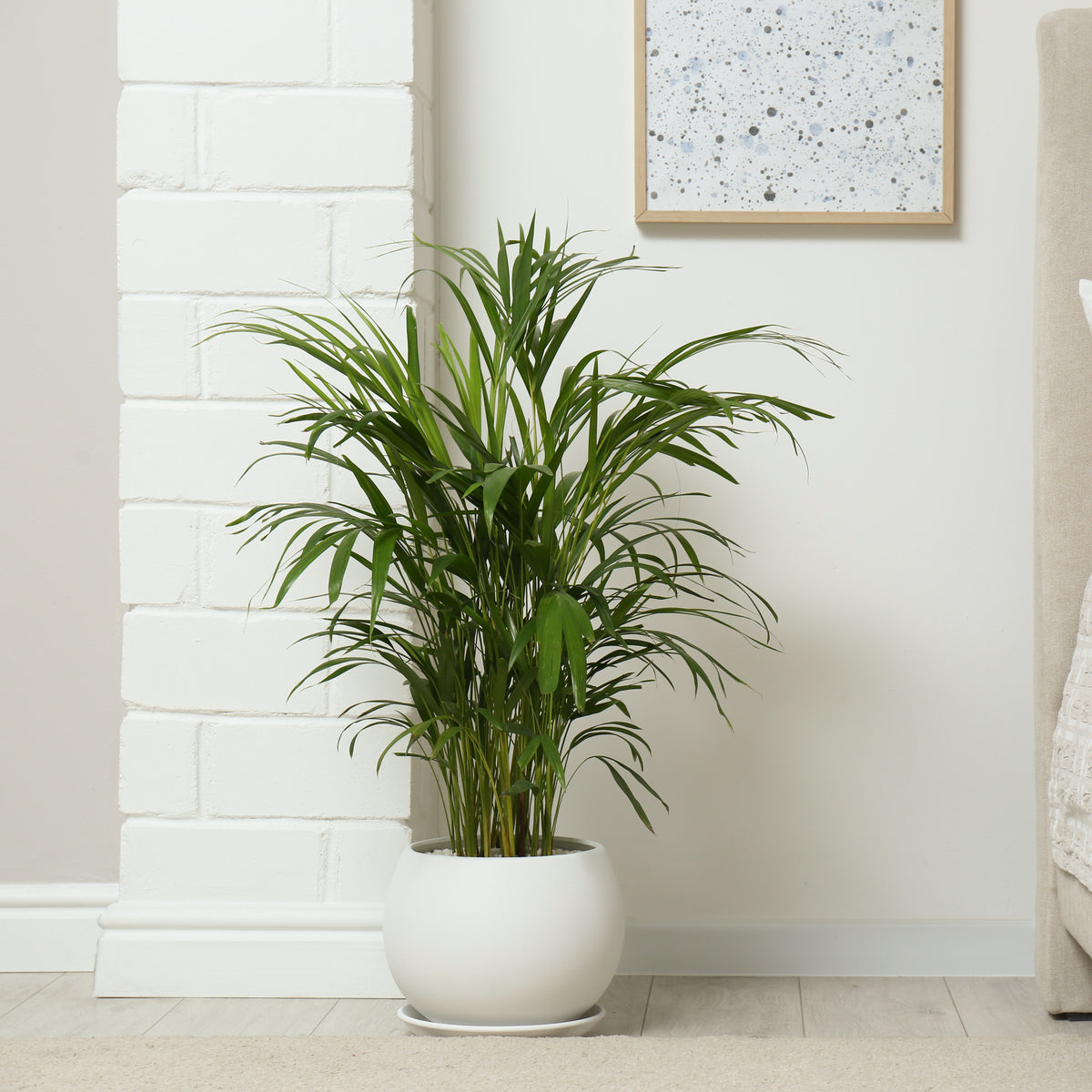 Verkauf Goldfruchtpalme - Dypsis lutescens