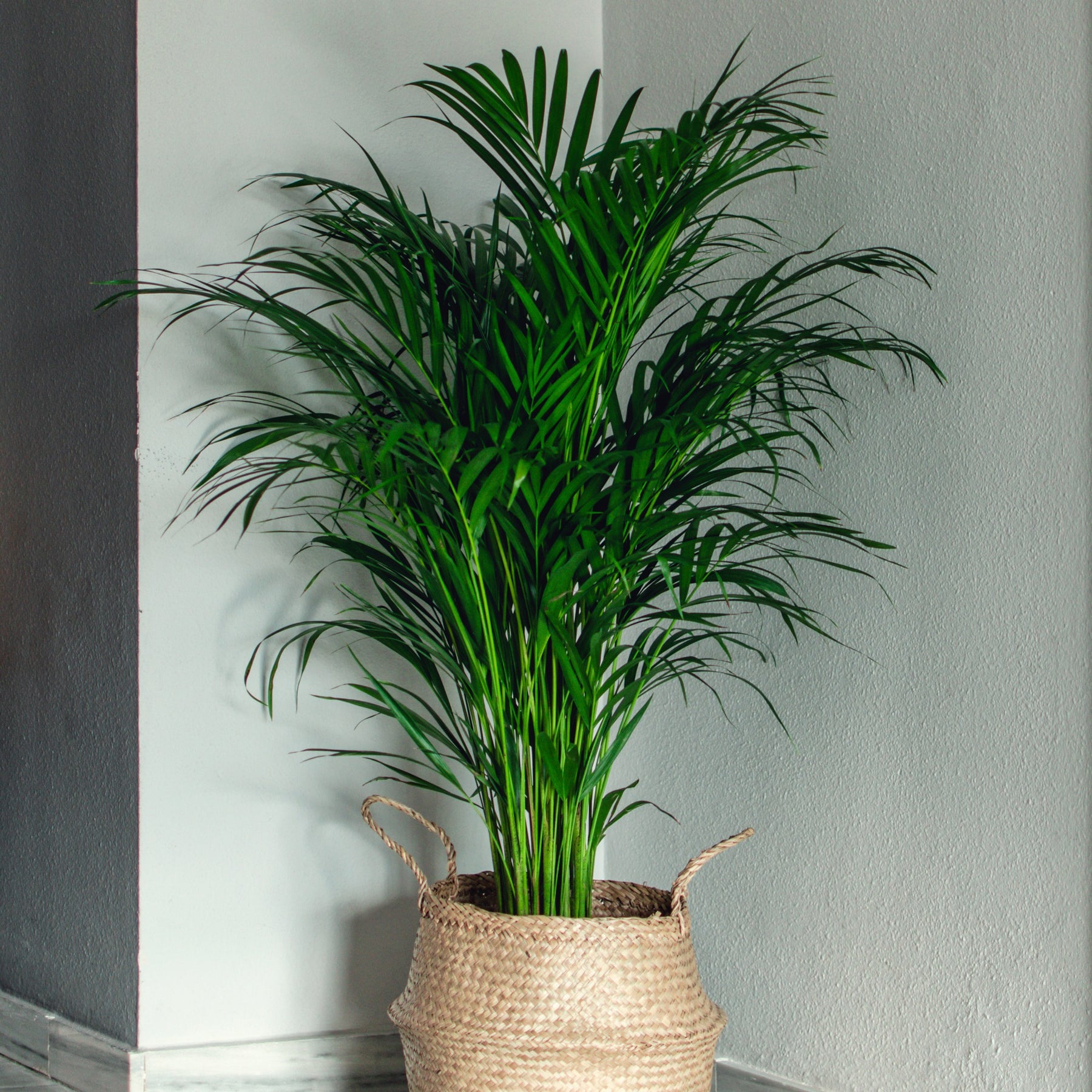 Zimmerpflanzen - Goldfruchtpalme - Dypsis lutescens