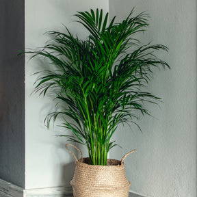Zimmerpflanzen - Goldfruchtpalme - Dypsis lutescens