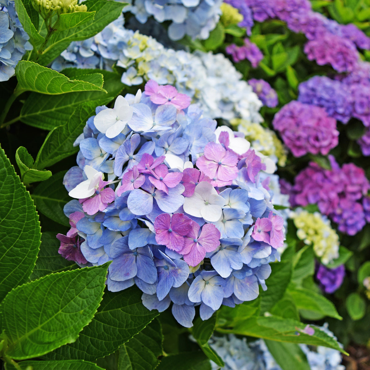 Hortensien-Kollektion für blühende Beete und Hecken. (x3)