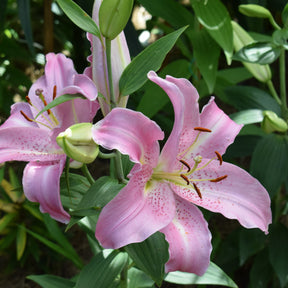 Orientalische Lilien Josephine (x3) - Willemse