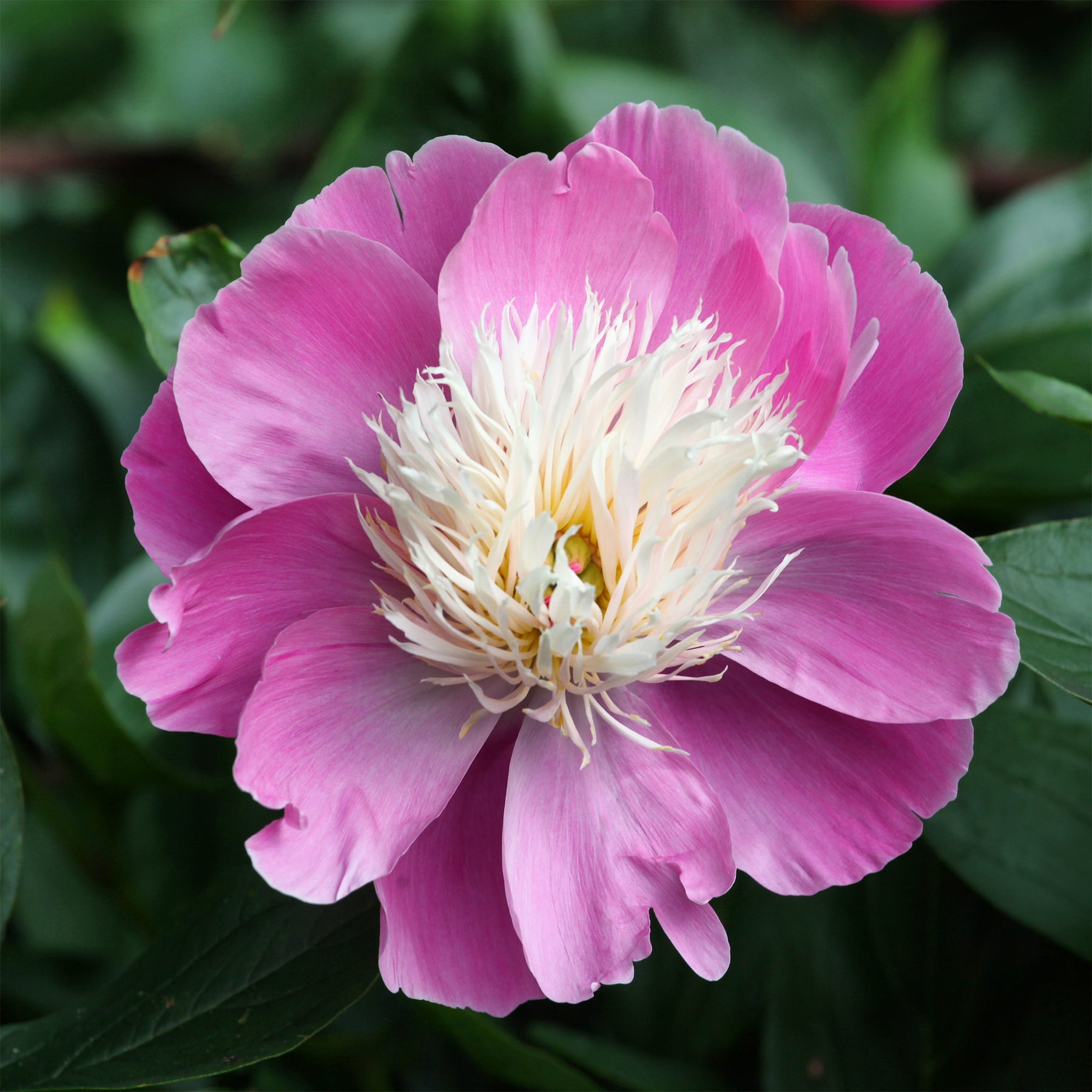 Pfingstrose 'Fantastic' - Paeonia Fantastic - Willemse