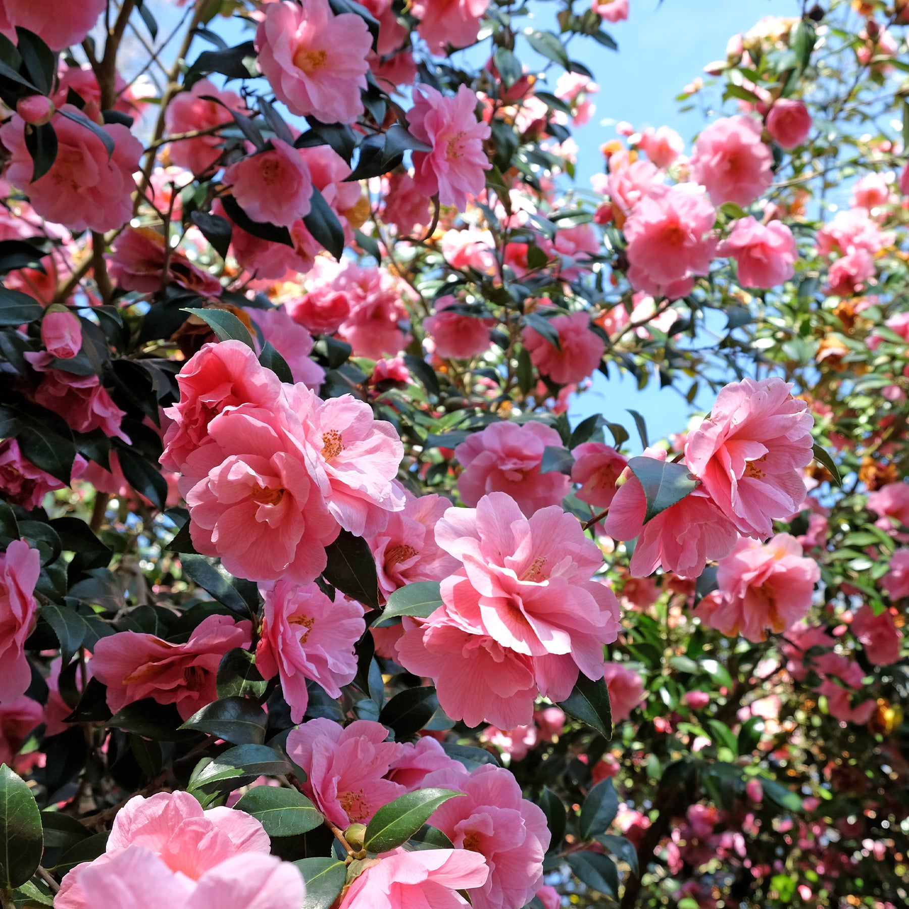 Japanische Kamelie ‘Mathotiana Rosea’ - Willemse