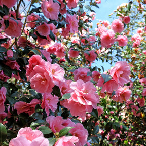 Japanische Kamelie ‘Mathotiana Rosea’ - Willemse