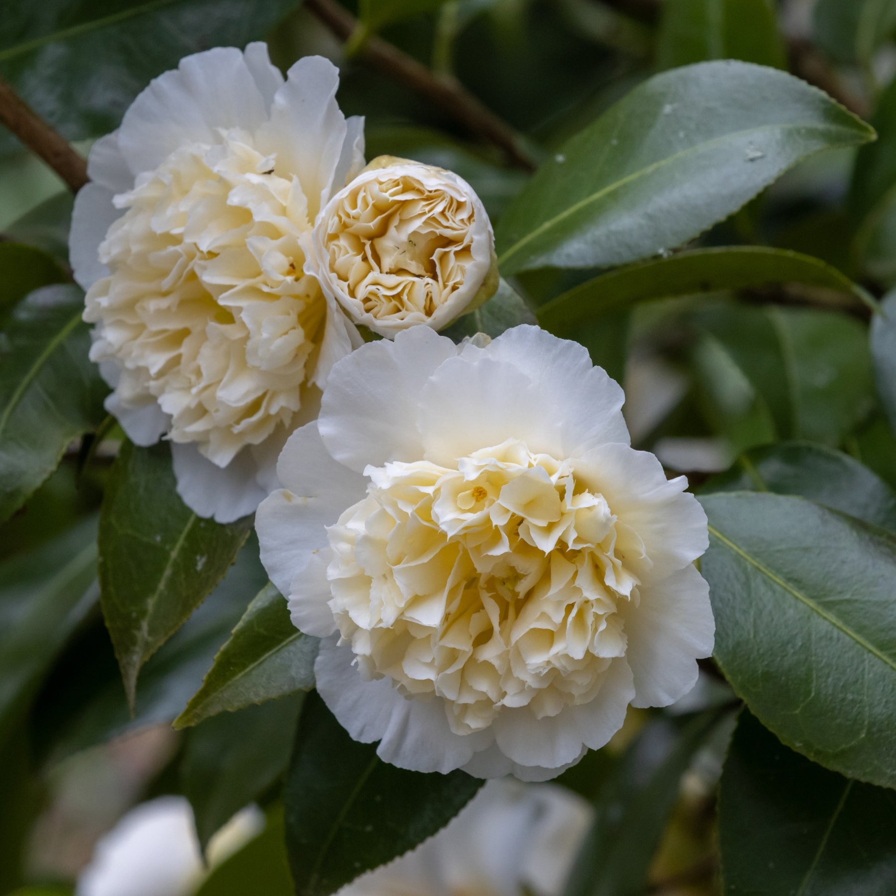 Japanische Kamelie ‘Brushfields Yellow’ - Camellia japonica Brushfields Yellow - Willemse
