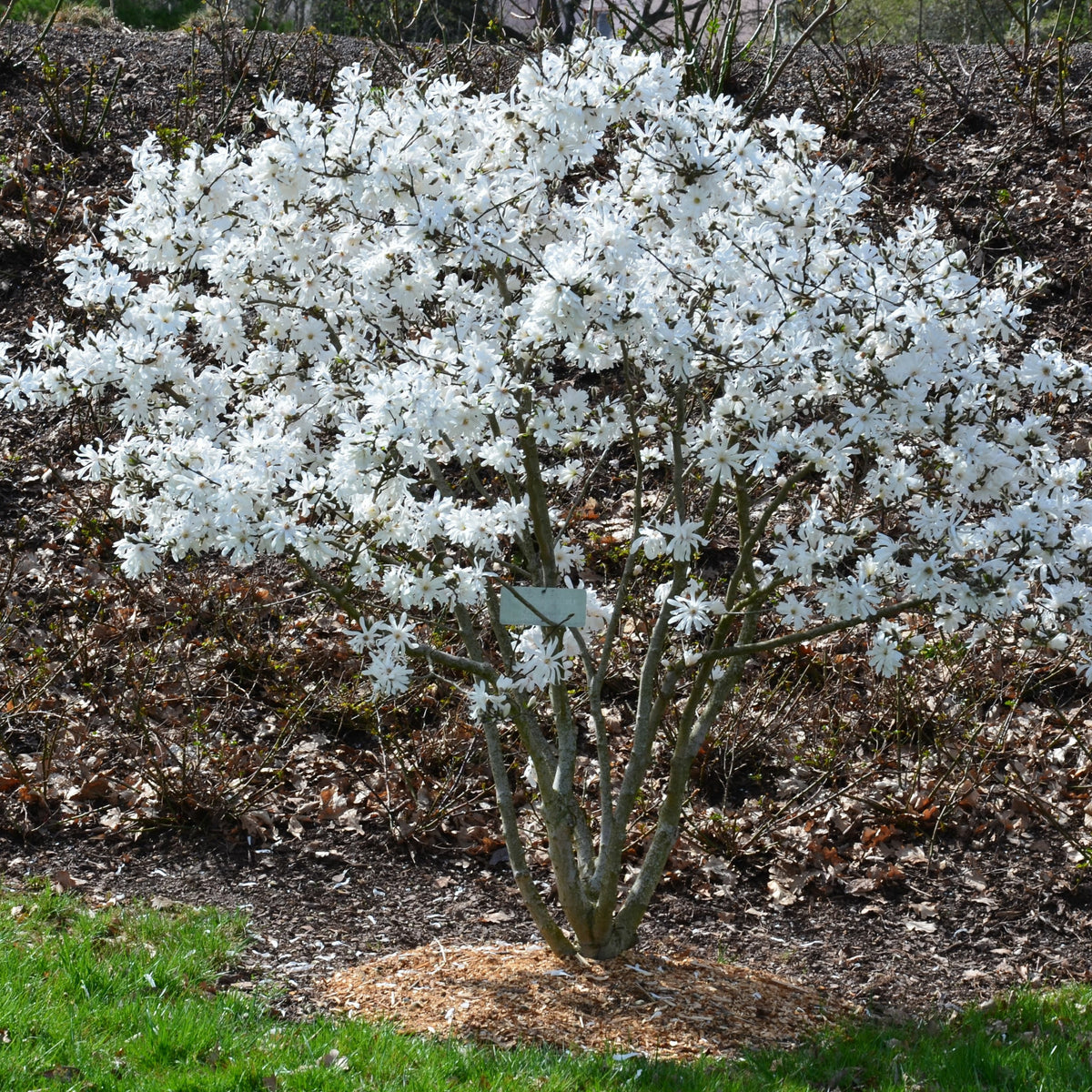 Magnolia stellata - Sternmagnolie - Magnolien