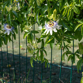 Verkauf Passionsblume - Passiflora caerulea