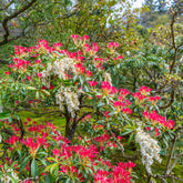 Immergrüne Pflanzen - Schattenglöckchen Forest Flame - Pieris japonica Forest Flame