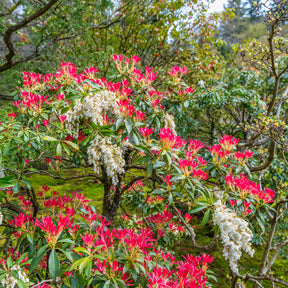 Immergrüne Pflanzen - Schattenglöckchen Forest Flame - Pieris japonica Forest Flame