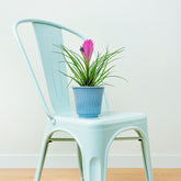 Verkauf Blaue Tillandsie - Tillandsia cyanea