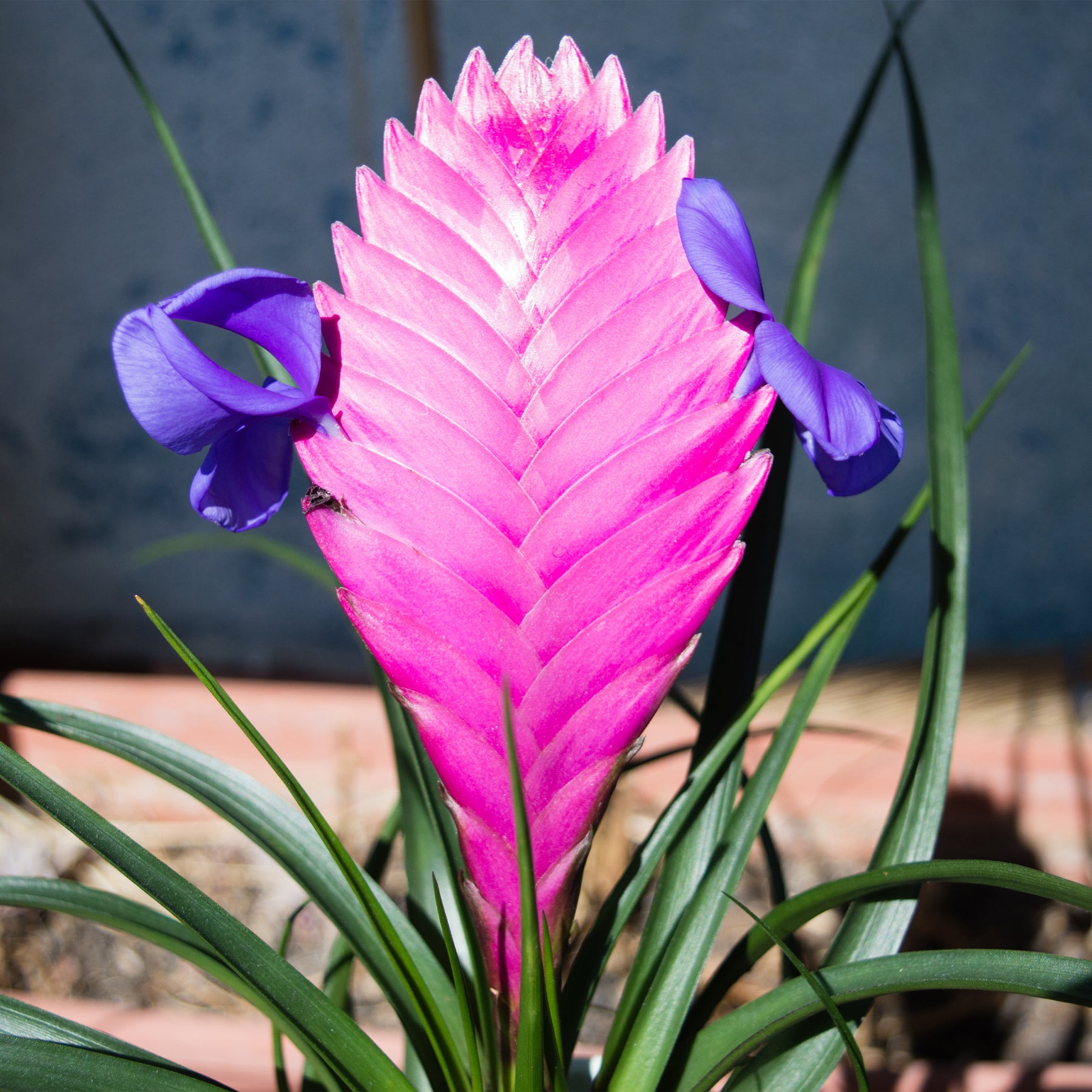 Blaue Tillandsie - Tillandsia cyanea - Willemse