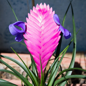 Blaue Tillandsie - Tillandsia cyanea - Willemse