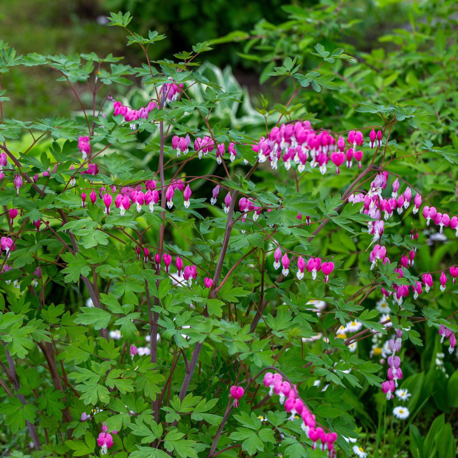 Tränendes Herz Mischung (3 rosa + 1 weiß) (x4) - Dicentra spectabilis - Willemse