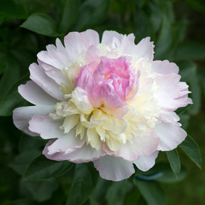 Paeonia lactiflora Raspberry Sundae - Pfingstrose Raspberry Sundae - Pfingstrosen