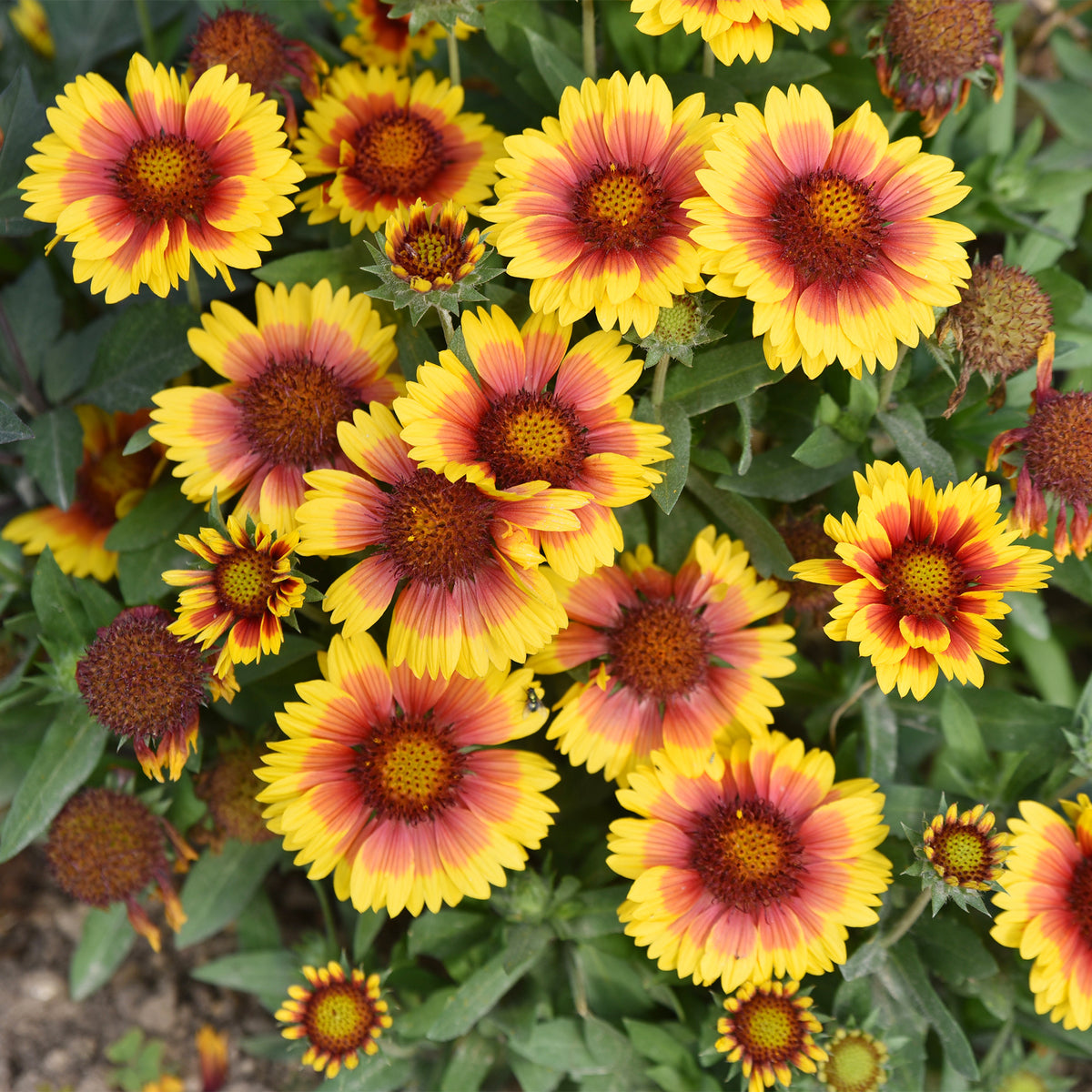 Verkauf Kokardenblume ‘Kobold’