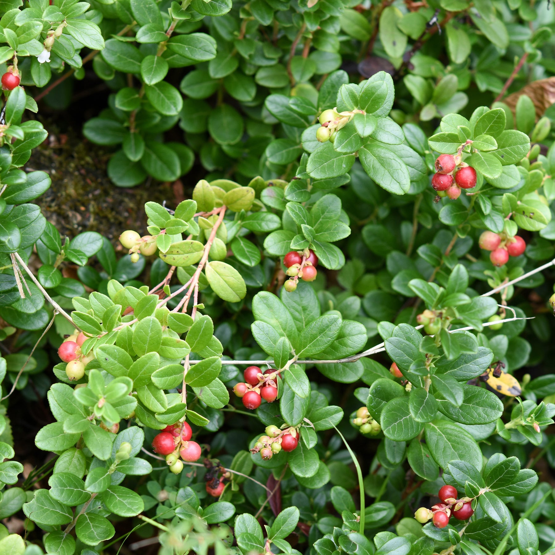 Verkauf Großfrüchtige Moosbeere - Vaccinium macrocarpon