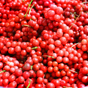 Andere Obstbäume und Sträucher - Chinabeere - Schisandra chinensis