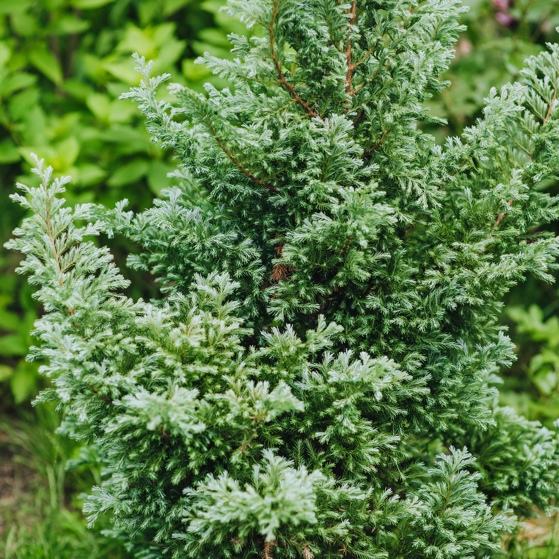 Immergrüne Nadelbaum Mischung (x5) - Chamaecyparis Boulevard, Ellwoodii, Thuja Rheingold, Pinus Mugo, Juniperus Wiltonii - Willemse