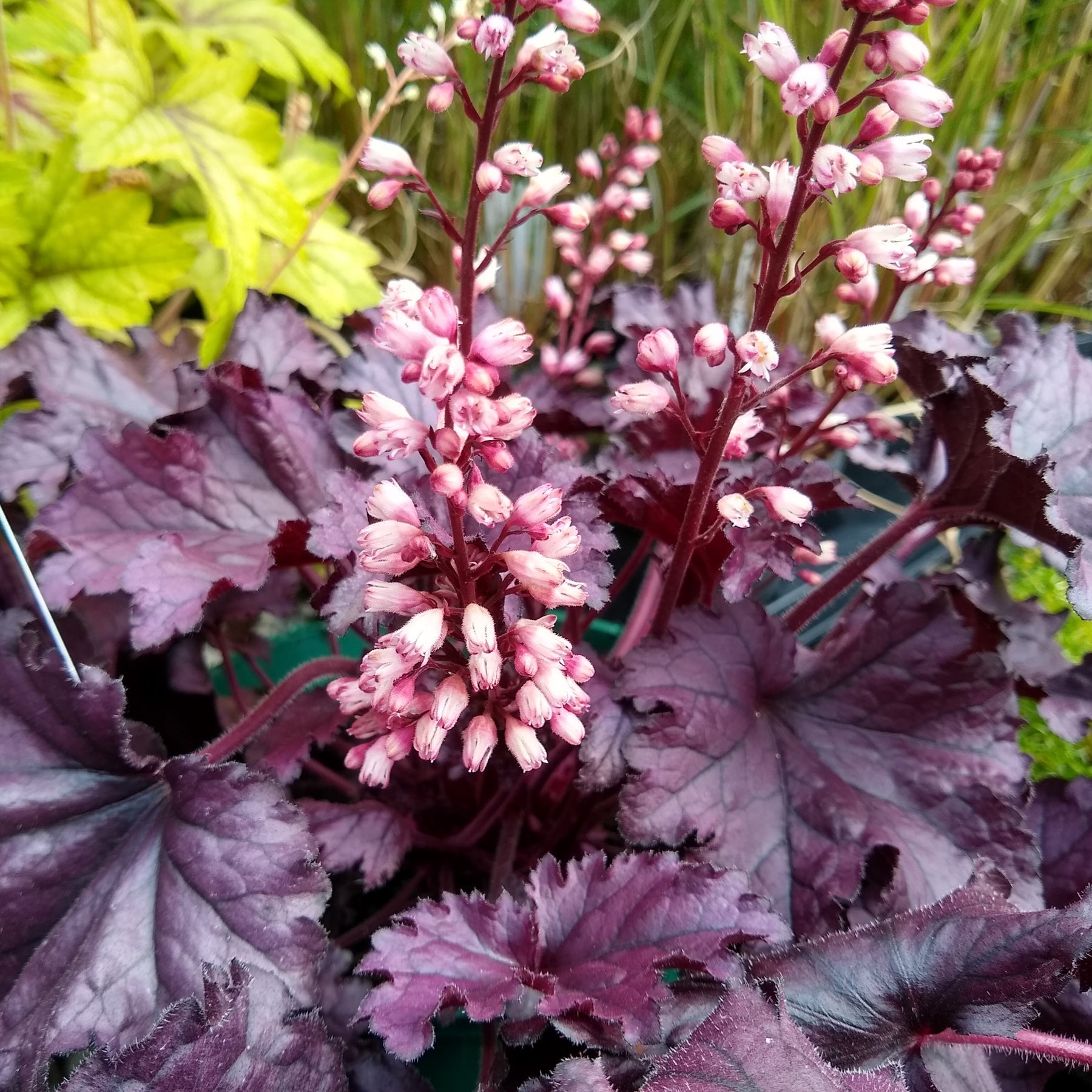 Purpurglöckchen Cassis - Heuchera - Willemse
