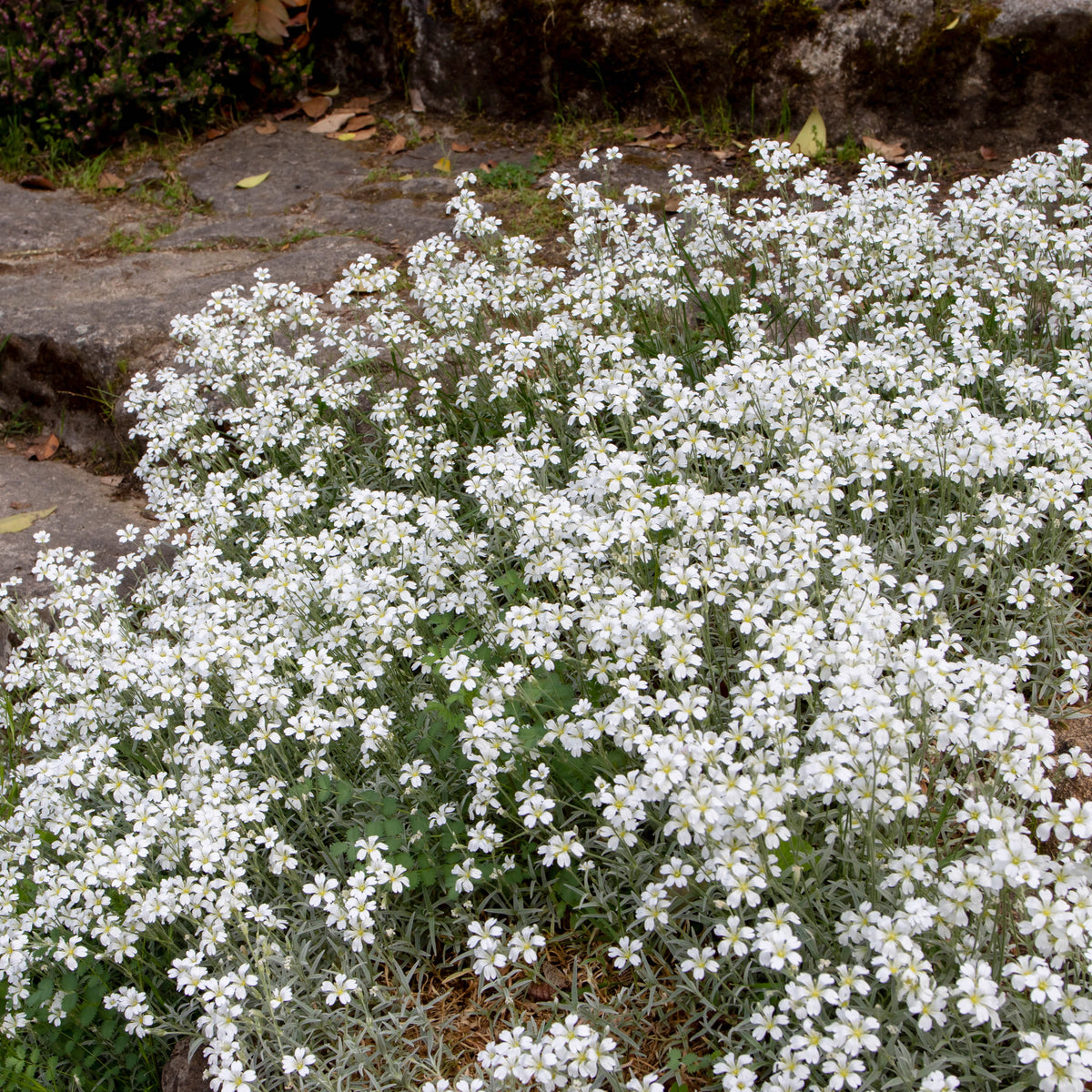 Filziges Hornkraut (x3) - Cerastium tomentosum - Willemse