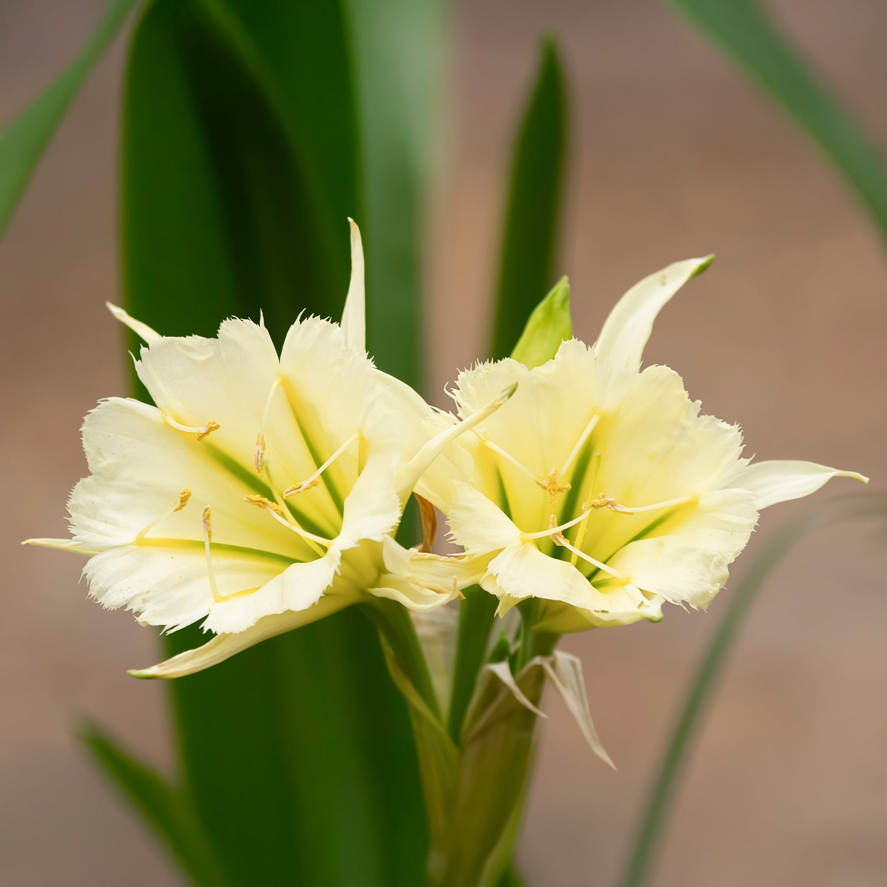 Ismene 'Sulphur Queen' (x2) - Willemse