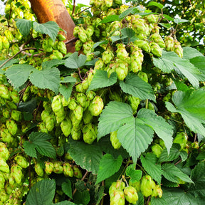 Hopfen - Humulus lupulus